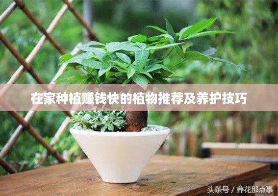 在家种植赚钱快的植物推荐及养护技巧