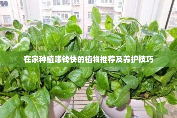 在家种植赚钱快的植物推荐及养护技巧