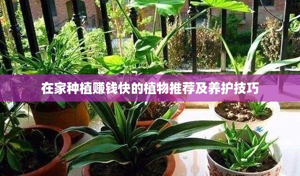 在家种植赚钱快的植物推荐及养护技巧