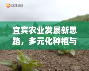 宜宾农业发展新思路，多元化种植与特色养殖助力增收