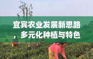 宜宾农业发展新思路，多元化种植与特色养殖助力增收