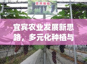 宜宾农业发展新思路，多元化种植与特色养殖助力增收