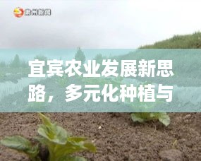 宜宾农业发展新思路，多元化种植与特色养殖助力增收