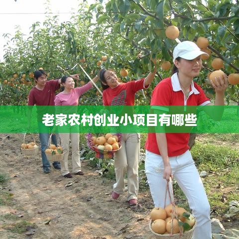 老家农村创业小项目有哪些