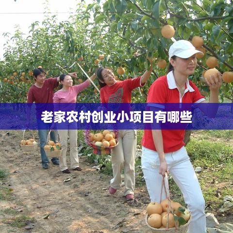 老家农村创业小项目有哪些