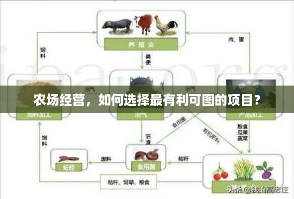 农场经营，如何选择最有利可图的项目？