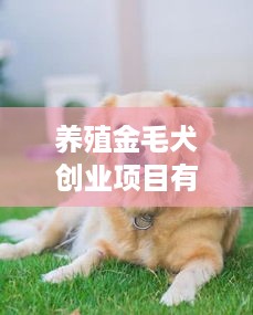 养殖金毛犬创业项目有哪些