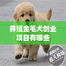 养殖金毛犬创业项目有哪些