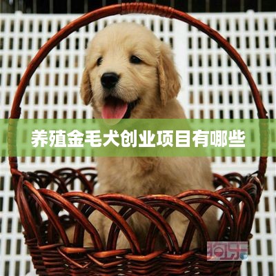 养殖金毛犬创业项目有哪些