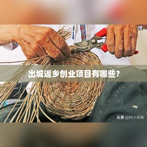 出城返乡创业项目有哪些？