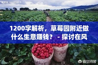 1200字解析，草莓园附近做什么生意赚钱？ - 探讨在风景如画的草莓园周边开展的独特商业机会