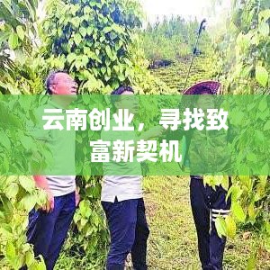 云南创业，寻找致富新契机