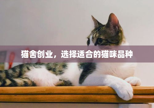 猫舍创业，选择适合的猫咪品种