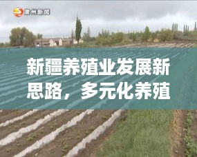 新疆养殖业发展新思路，多元化养殖项目助力增收致富