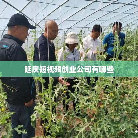 延庆短视频创业公司有哪些