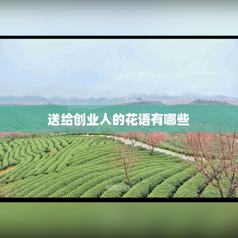 送给创业人的花语有哪些