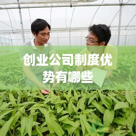 创业公司制度优势有哪些