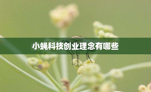 小蝇科技创业理念有哪些