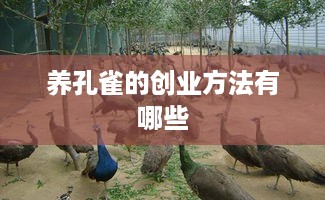 养孔雀的创业方法有哪些