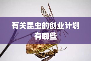 有关昆虫的创业计划有哪些