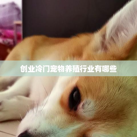 创业冷门宠物养殖行业有哪些