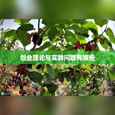 创业理论与实践问题有哪些