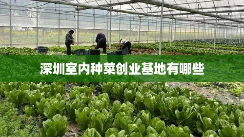 深圳室内种菜创业基地有哪些