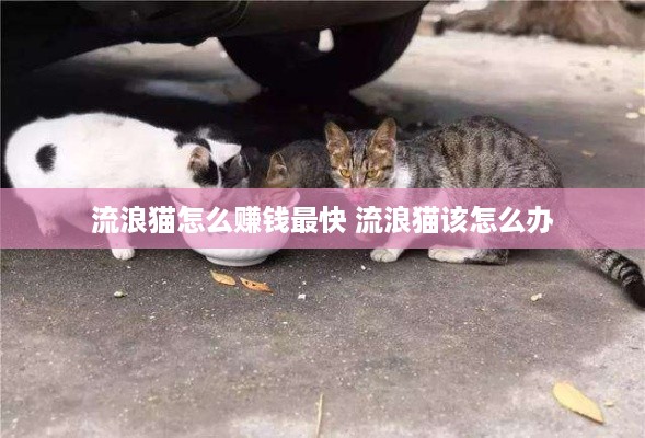 流浪猫怎么赚钱最快 流浪猫该怎么办