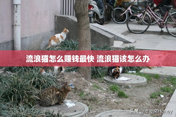 流浪猫怎么赚钱最快 流浪猫该怎么办