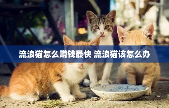 流浪猫怎么赚钱最快 流浪猫该怎么办