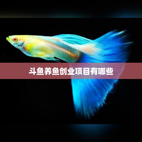 斗鱼养鱼创业项目有哪些