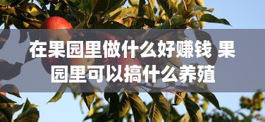 在果园里做什么好赚钱 果园里可以搞什么养殖