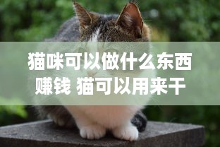 猫咪可以做什么东西赚钱 猫可以用来干什么