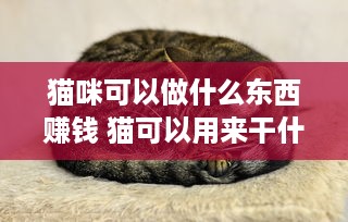 猫咪可以做什么东西赚钱 猫可以用来干什么