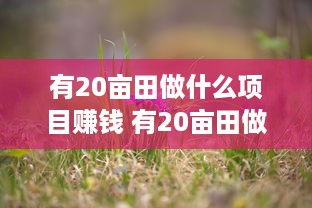 有20亩田做什么项目赚钱 有20亩田做什么项目赚钱多