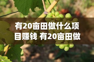 有20亩田做什么项目赚钱 有20亩田做什么项目赚钱多