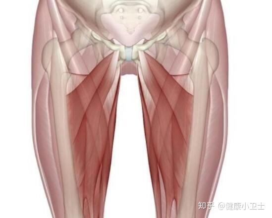 大腿根部位置示意图图片