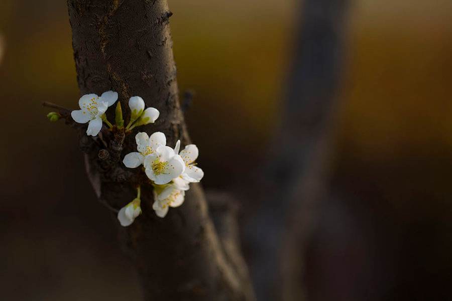 忽如一夜春风来千树万树梨花开是什么季节 忽如一夜春风来千树万树